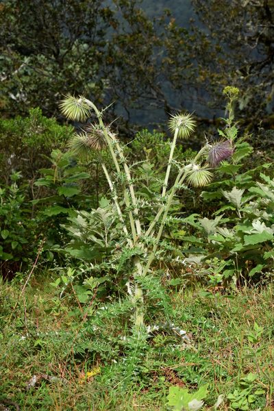 Cirsium pinetorum, photographed by Alan Rockefeller