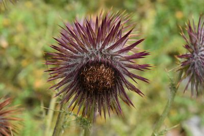 Cirsium pinetorum, photographed by Alan Rockefeller