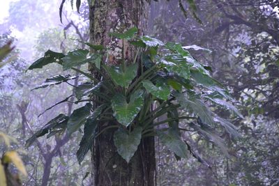Syngonium schottianum, photographed by Letizia Weichgrebe