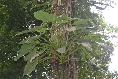 Syngonium schottianum, photographed by Letizia Weichgrebe