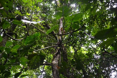 Philodendron pterotum, photographed by Letizia Weichgrebe