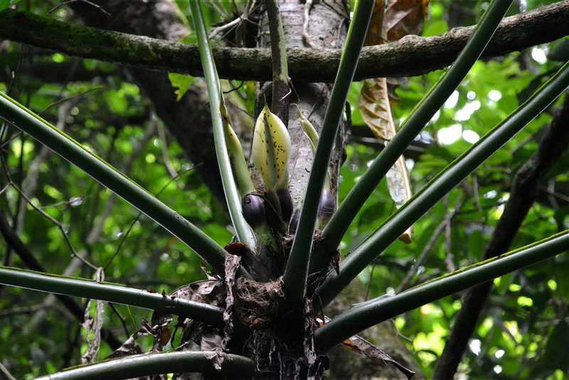 Philodendron pterotum, photographed by Letizia Weichgrebe