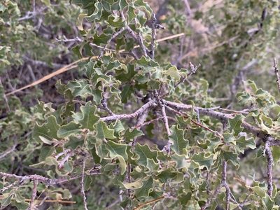 Quercus pungens, photographed by CK2AZ