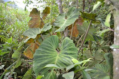 Philodendron verrucosum, photographed by Letizia Weichgrebe