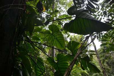 Philodendron panamense, photographed by Letizia Weichgrebe