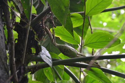 Philodendron panamense, photographed by Letizia Weichgrebe