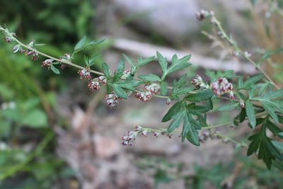 Artemisia verlotiorum, photographed by Fabien Piednoir