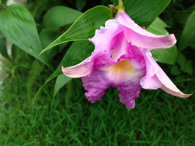Sobralia macrantha, photographed by Victor Engel