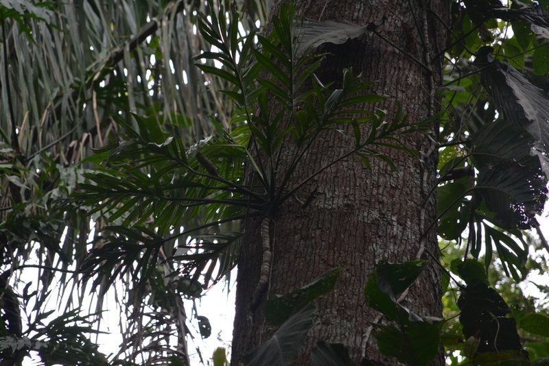 Monstera pinnatipartita, photographed by Letizia Weichgrebe