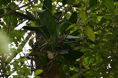 Monstera standleyana, photographed by Letizia Weichgrebe