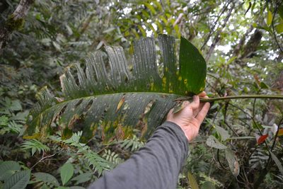 Monstera oreophila, photographed by Letizia Weichgrebe