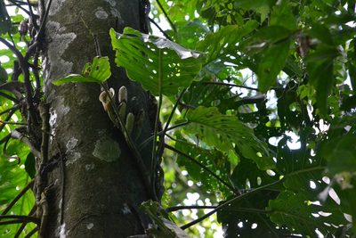 Monstera dubia, photographed by Letizia Weichgrebe