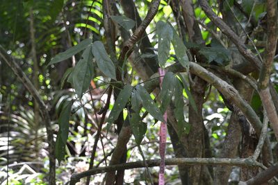 Anthurium clavigerum, photographed by Letizia Weichgrebe