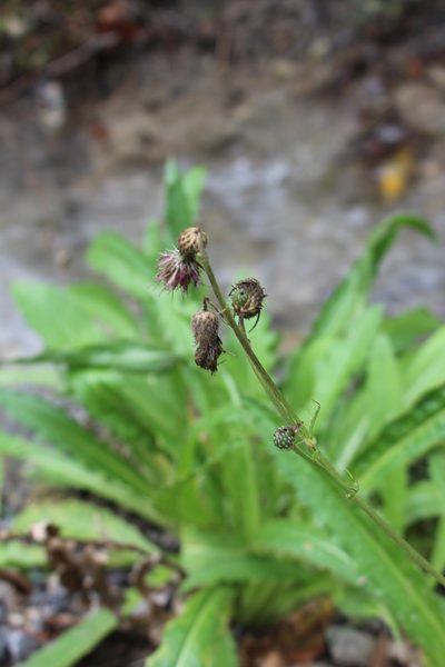 Cirsium monspessulanum, photographed by Fabien Piednoir