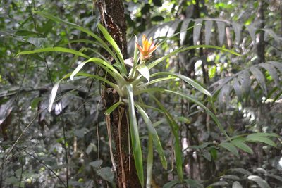 Guzmania lingulata, photographed by Letizia Weichgrebe