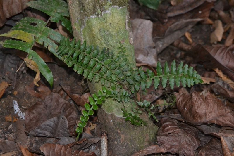 Lomariopsis vestita, photographed by Letizia Weichgrebe