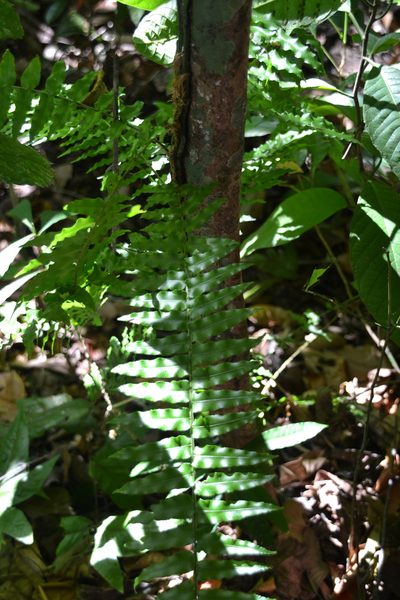 Lomariopsis vestita, photographed by Letizia Weichgrebe