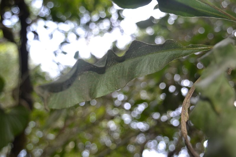 Campyloneurum costatum, photographed by Letizia Weichgrebe