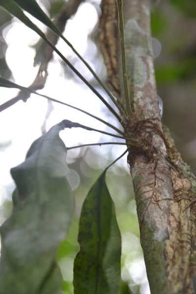 Campyloneurum costatum, photographed by Letizia Weichgrebe