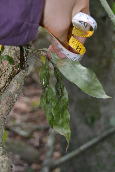 Campyloneurum costatum, photographed by Letizia Weichgrebe