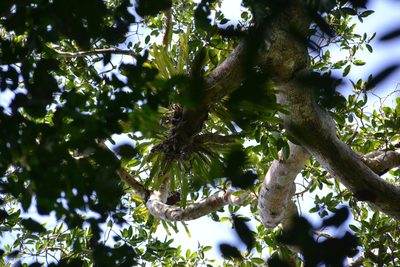 Niphidium crassifolium, photographed by Letizia Weichgrebe