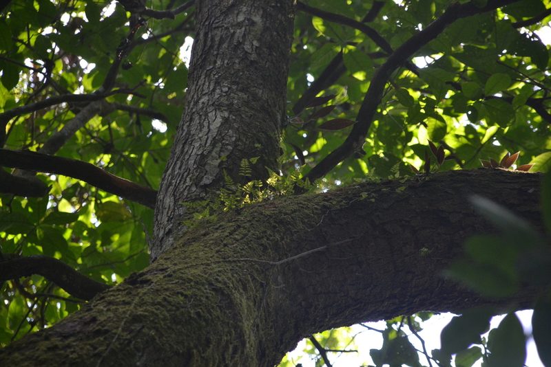 Asplenium auritum, photographed by Letizia Weichgrebe