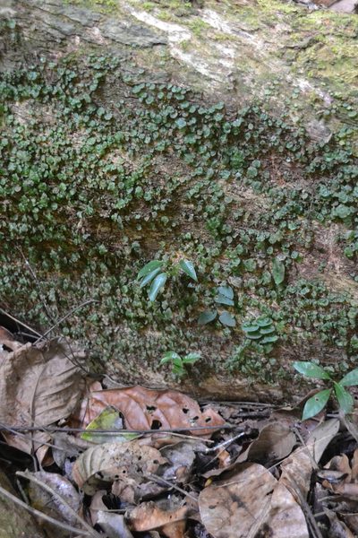 Hymenophyllum sibthorpioides, photographed by Letizia Weichgrebe