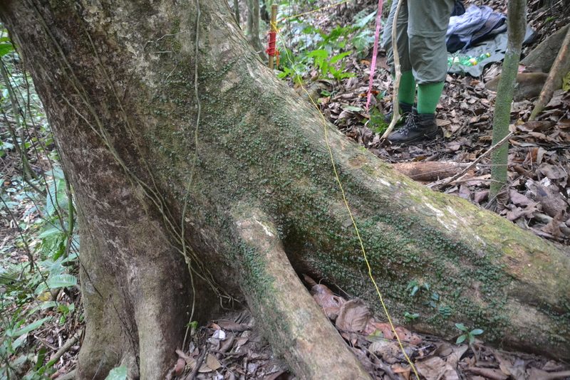 Hymenophyllum sibthorpioides, photographed by Letizia Weichgrebe