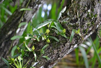 Polystachya foliosa, photographed by Letizia Weichgrebe