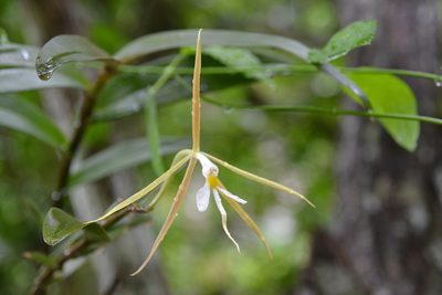 Epidendrum nocturnum, photographed by Letizia Weichgrebe