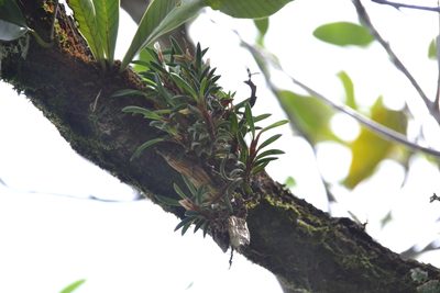Maxillaria macleei, photographed by Letizia Weichgrebe