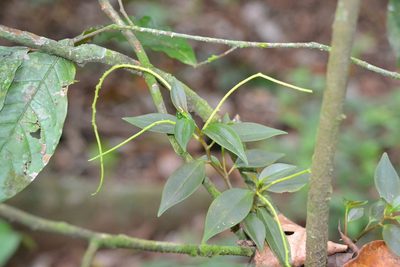 Peperomia glabella, photographed by Letizia Weichgrebe