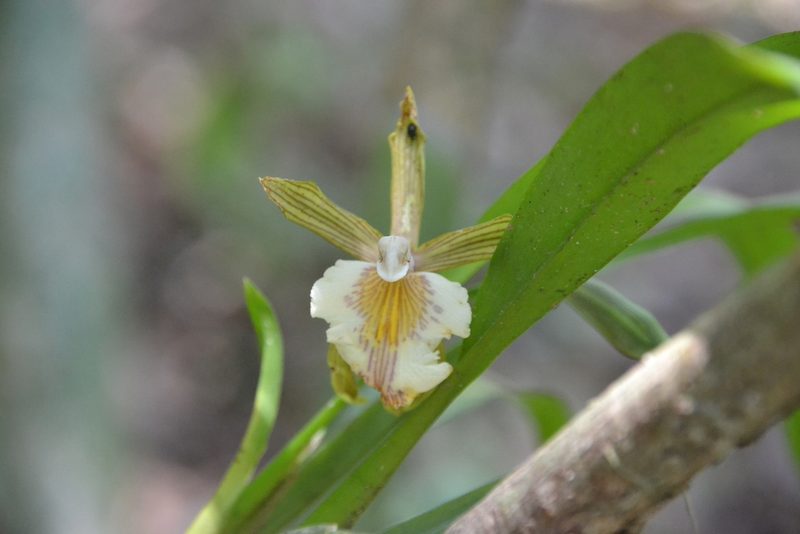 Aspasia principissa, photographed by Letizia Weichgrebe