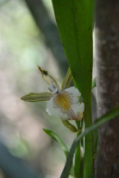 Aspasia principissa, photographed by Letizia Weichgrebe