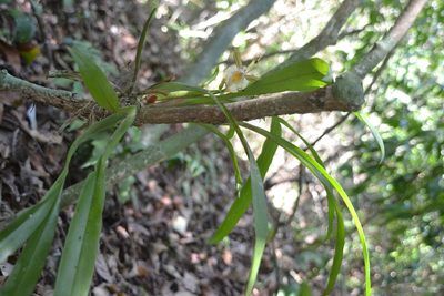 Aspasia principissa, photographed by Letizia Weichgrebe