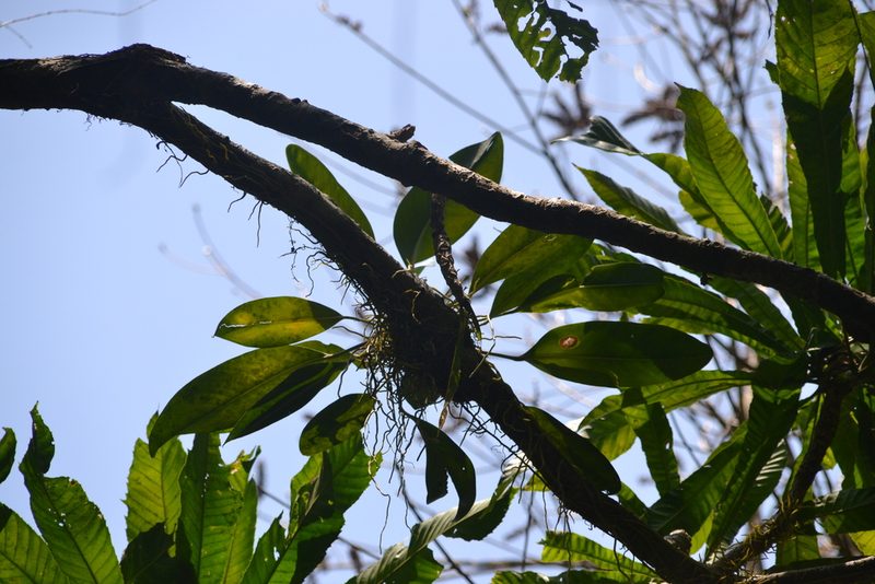 Anthurium paludosum, photographed by Letizia Weichgrebe