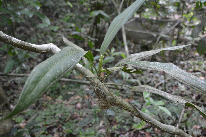 Anthurium bakeri, photographed by Letizia Weichgrebe