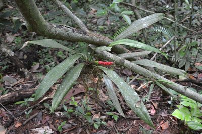 Anthurium bakeri, photographed by Letizia Weichgrebe