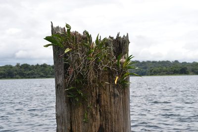 Anthurium gracile, photographed by Letizia Weichgrebe