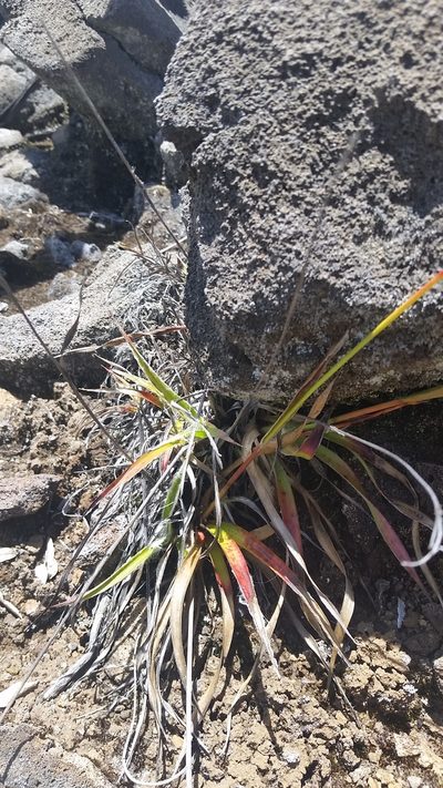 Luzula hawaiiensis, photographed by cwarneke