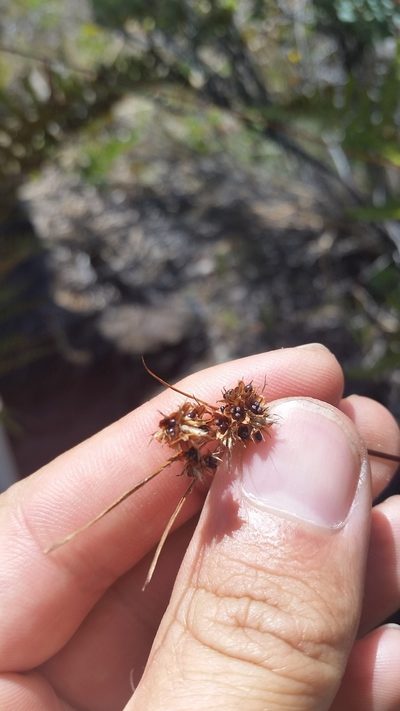 Luzula hawaiiensis, photographed by cwarneke