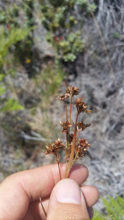 Luzula hawaiiensis, photographed by cwarneke