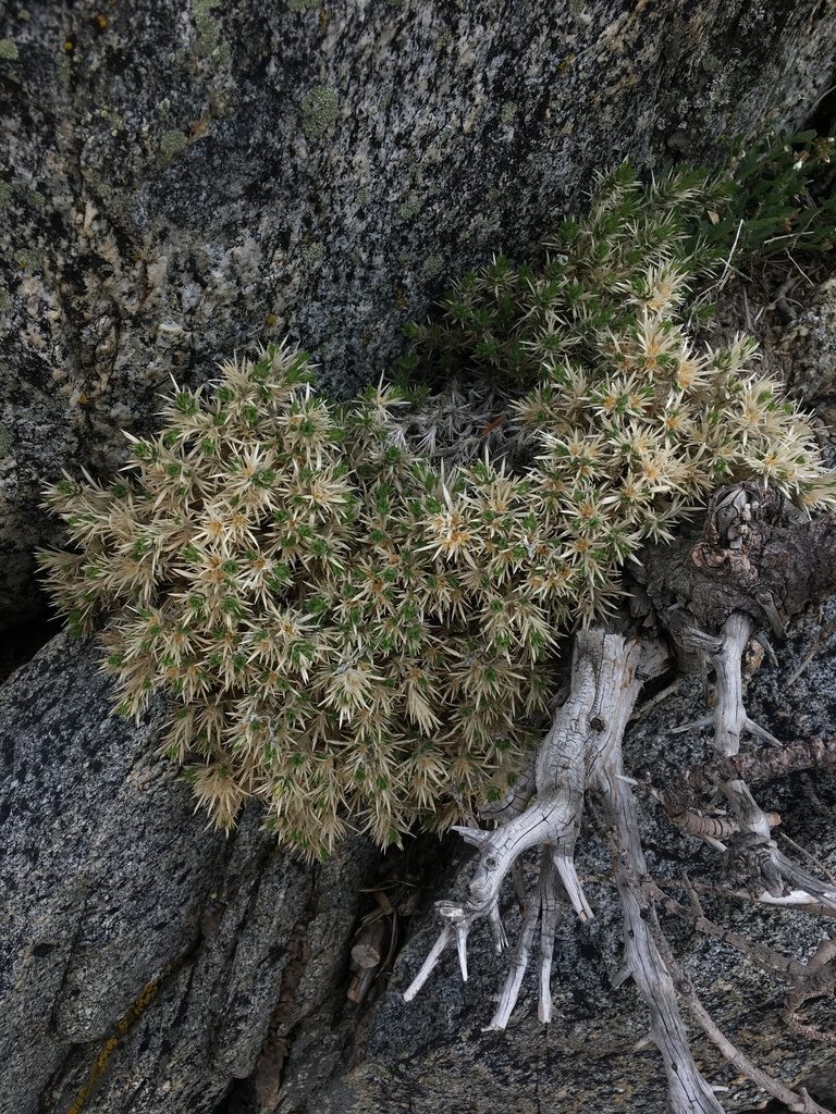 Linanthus jaegeri, photographed by Matt Berger