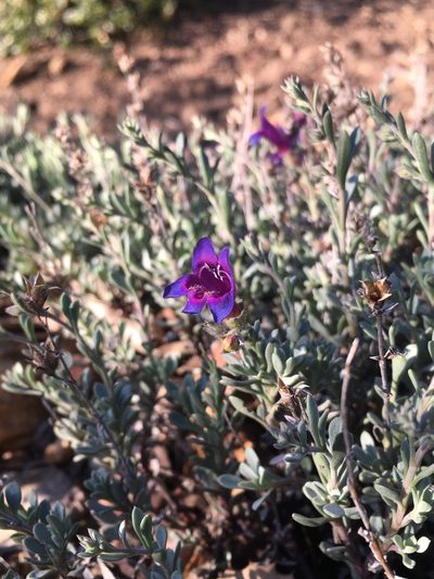 Penstemon californicus, photographed by Matt Berger