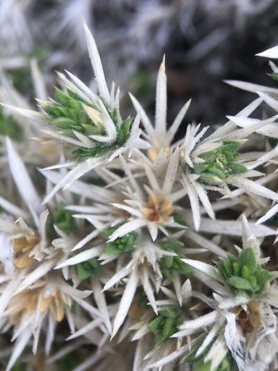 Linanthus jaegeri, photographed by Matt Berger