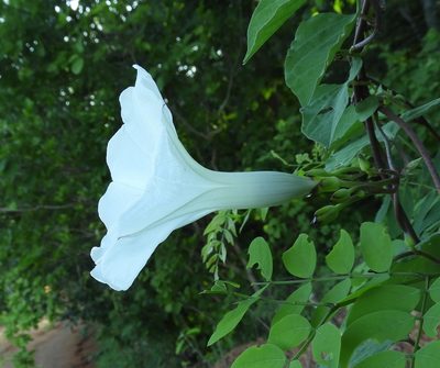Ipomoea scopulorum, photographed by Francisco Farriols Sarabia