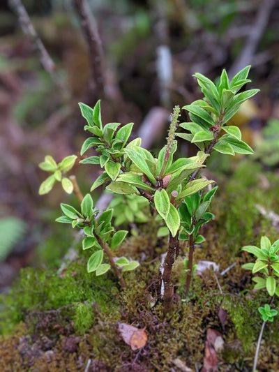Peperomia hesperomannii, photographed by My-Lan Le
