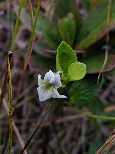 Viola kauaensis, photographed by My-Lan Le