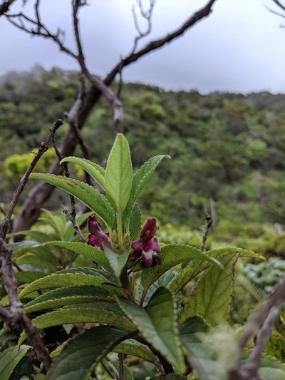 Stenogyne purpurea, photographed by My-Lan Le