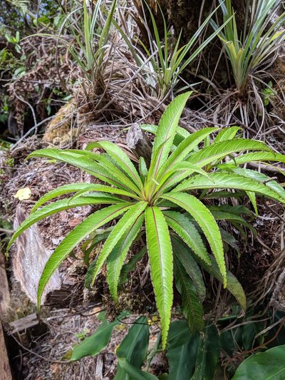 Trematolobelia kauaiensis, photographed by My-Lan Le